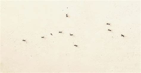 後 行書 房間突然出現很多螞蟻